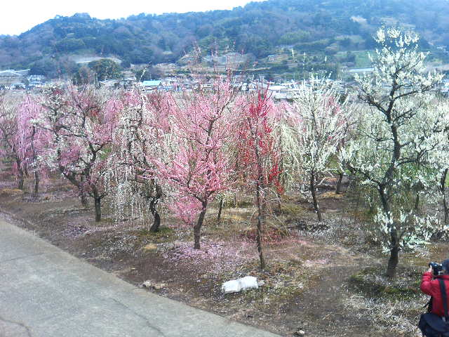 アップロードファイル 61-1.jpg