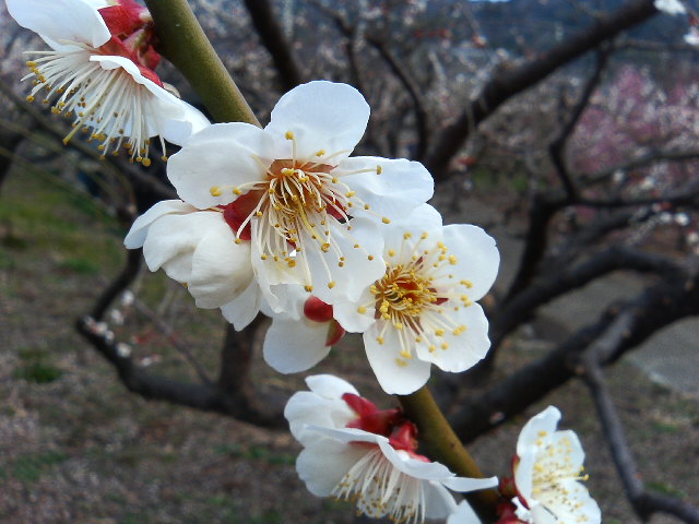 アップロードファイル 61-2.jpg