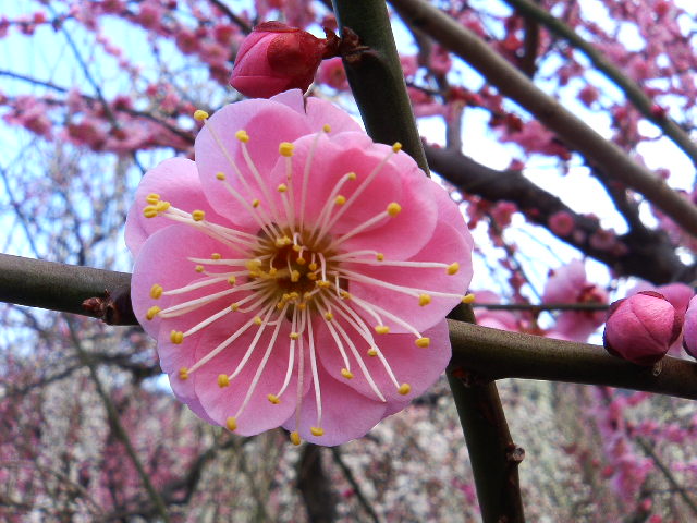 アップロードファイル 61-3.jpg