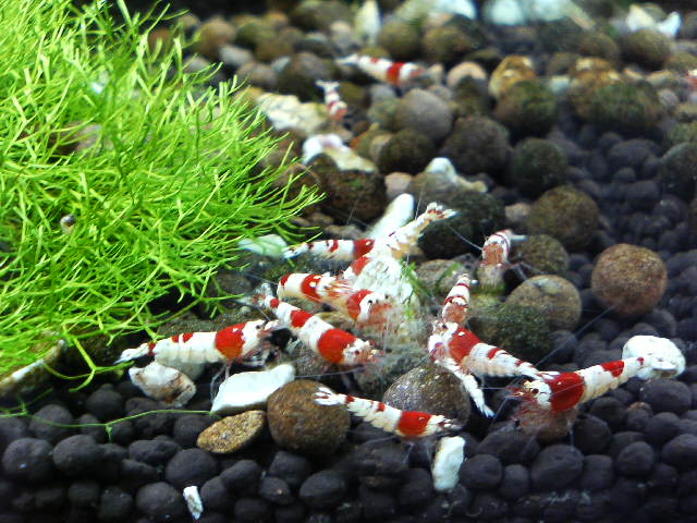 アップロードファイル 61-5.jpg