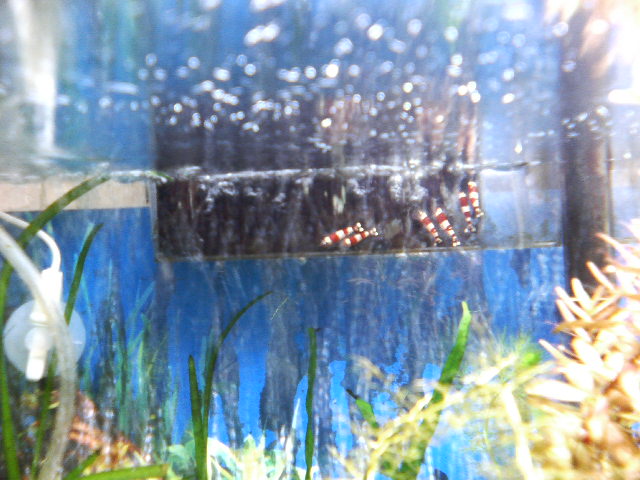 アップロードファイル 71-3.jpg