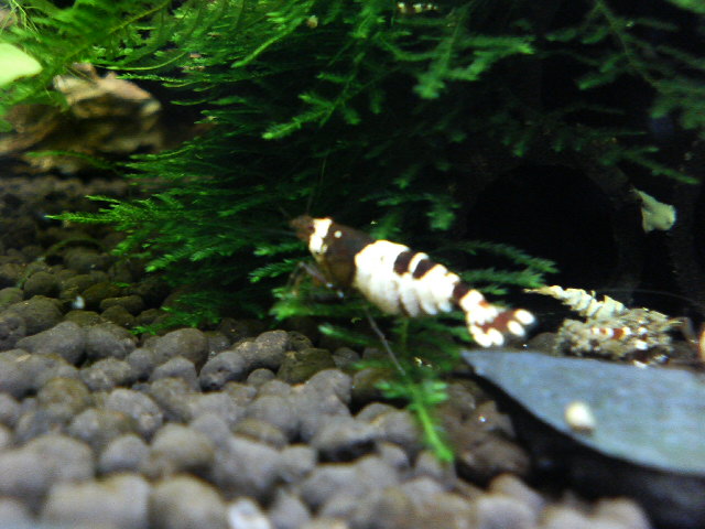 アップロードファイル 72-3.jpg