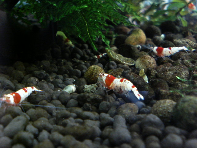 アップロードファイル 72-4.jpg