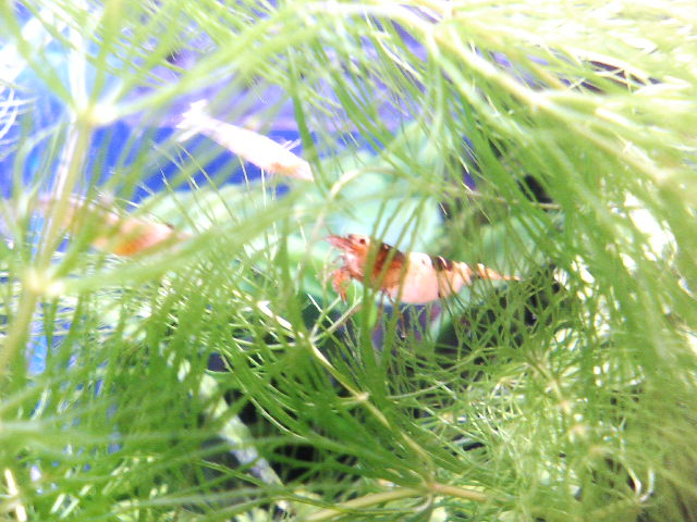 アップロードファイル 73-2.jpg