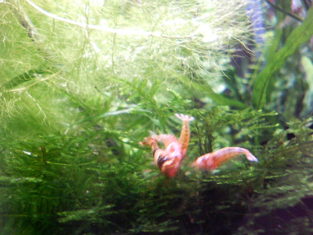 アップロードファイル 73-4.jpg