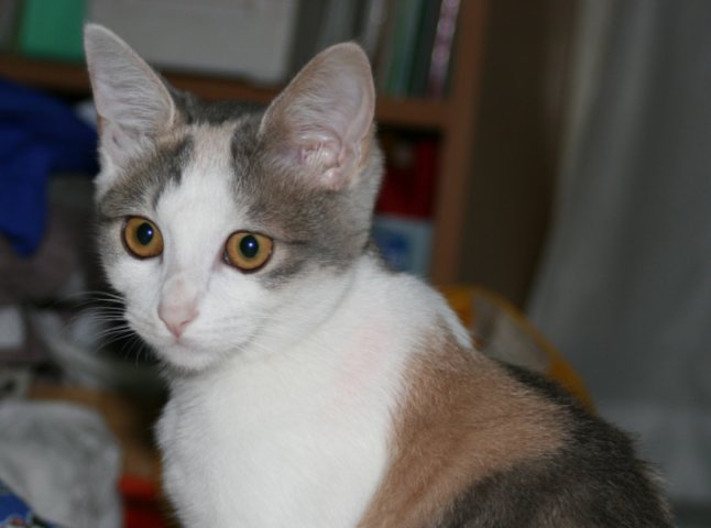 アップロードファイル 78-1.jpg