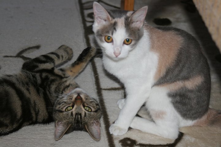 アップロードファイル 80-5.jpg