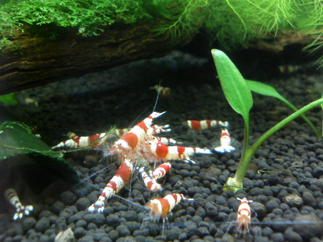 アップロードファイル 81-5.jpg