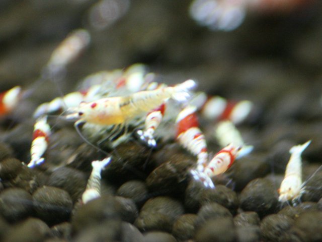 アップロードファイル 87-2.jpg