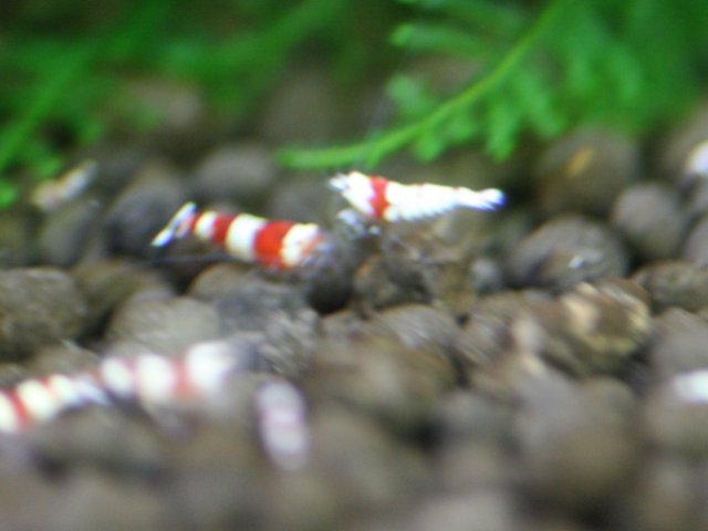 アップロードファイル 87-3.jpg