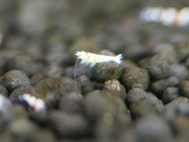 アップロードファイル 87-4.jpg