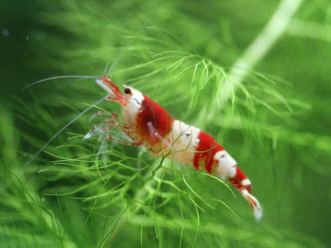 アップロードファイル 87-5.jpg