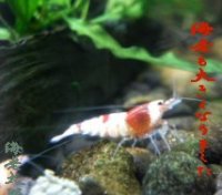 アップロードファイル 91-2.jpg